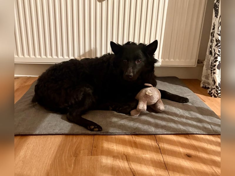 Pippa kroatischer Schäferhund Mischling Hündin sucht Zuhause für immer