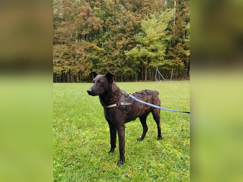 lieber Hütehund Mischlings-Rüde Taro sucht eine Familie oder Pflegestelle