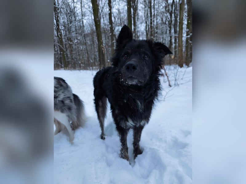 Wuschelkopf Cortesse sucht sein Kuschelkörbchen