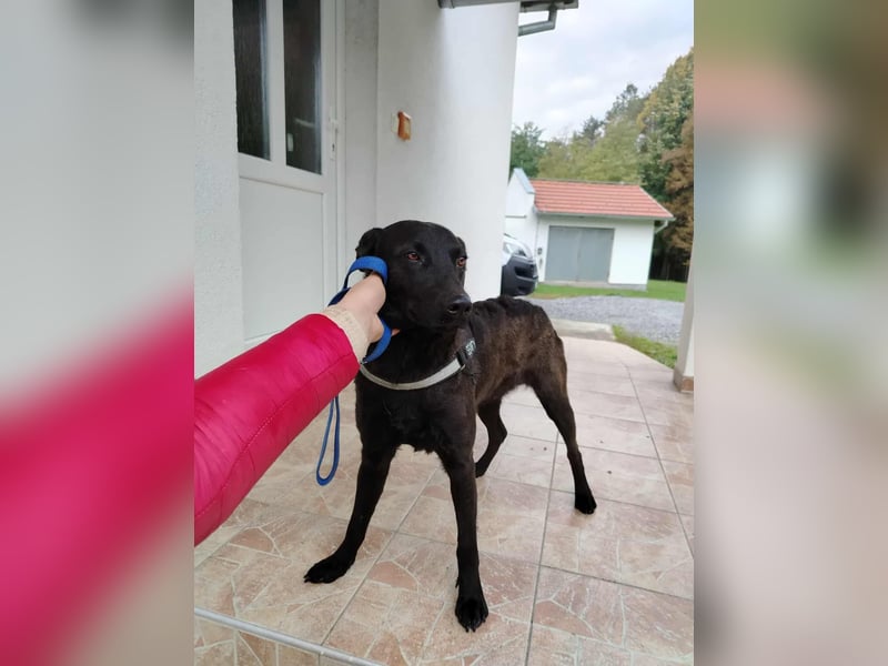 lieber Hütehund Mischlings-Rüde Taro sucht eine Familie oder Pflegestelle