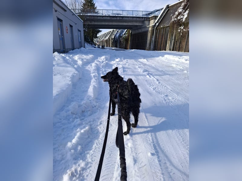 Zückersüße Dona sucht ihr Kuschelkörbchen