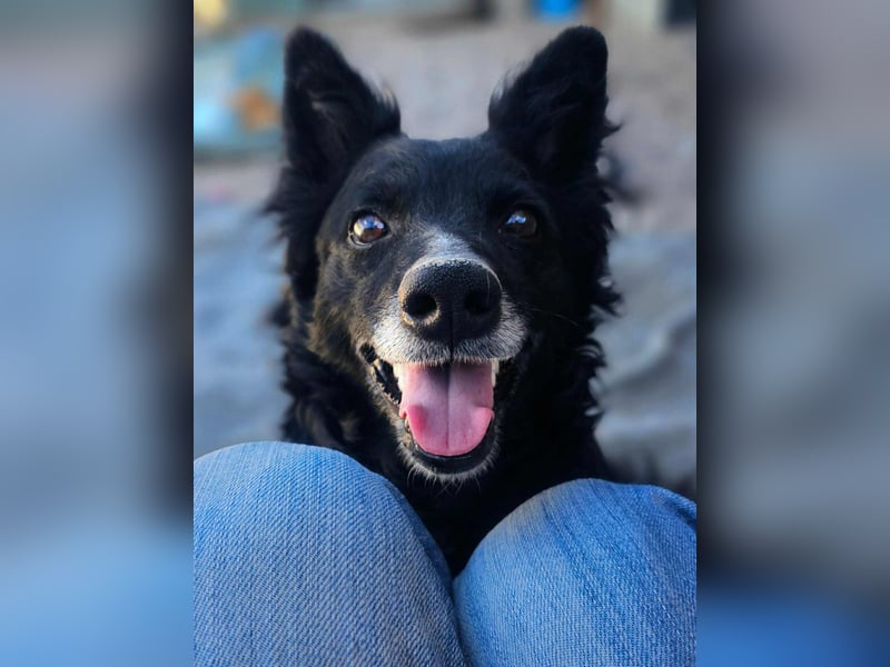 zauberhafte kroatische Schäferhund Mischlings-Hündin Dona sucht ihre Menschen