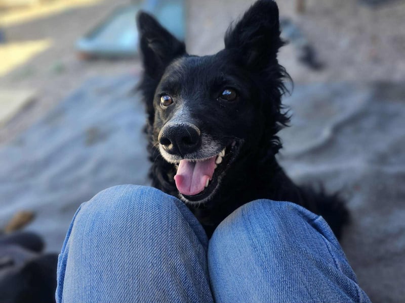 zauberhafte kroatische Schäferhund Mischlings-Hündin Dona sucht ihre Menschen