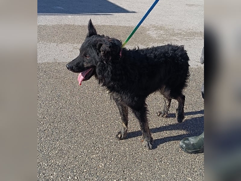 junger kroatischer Schäferhund Mischlings-Rüde Cortesse sucht ein Zuhause