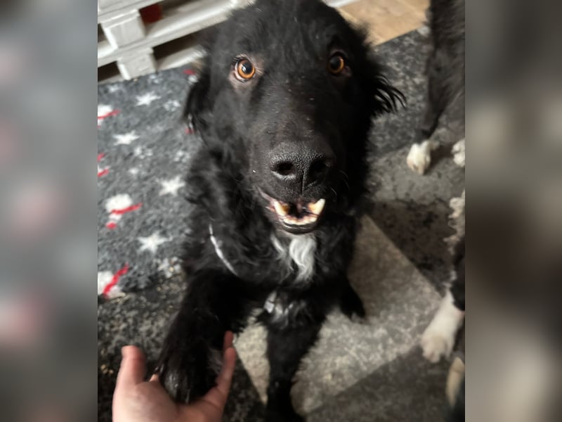 schüchterner lieber Hütehund Mischling Bean sucht ein Zuhause