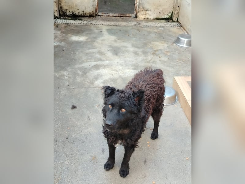 Inteligenter kroatischer Schäferhund Sky sucht seine Menschen