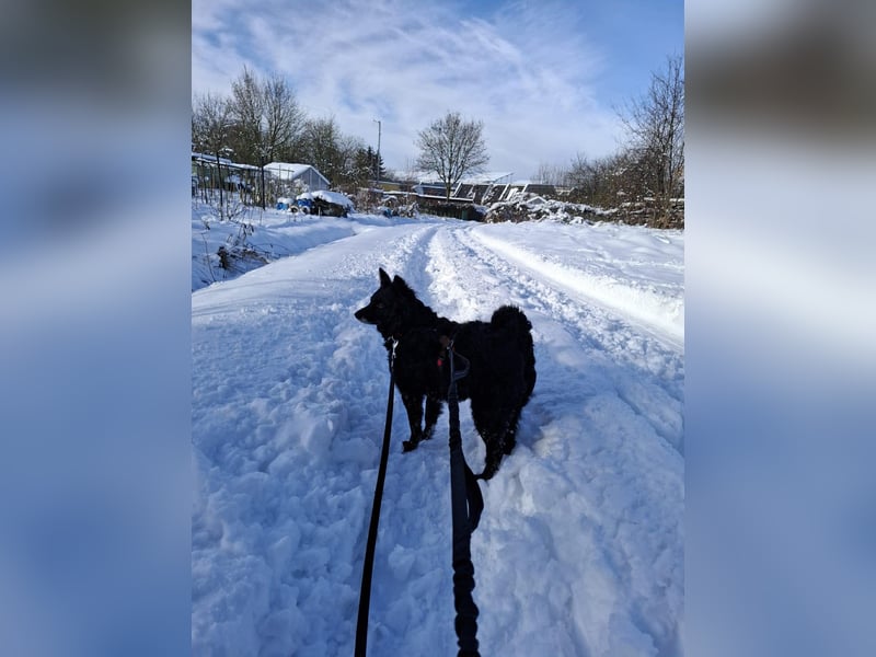 Zückersüße Dona sucht ihr Kuschelkörbchen