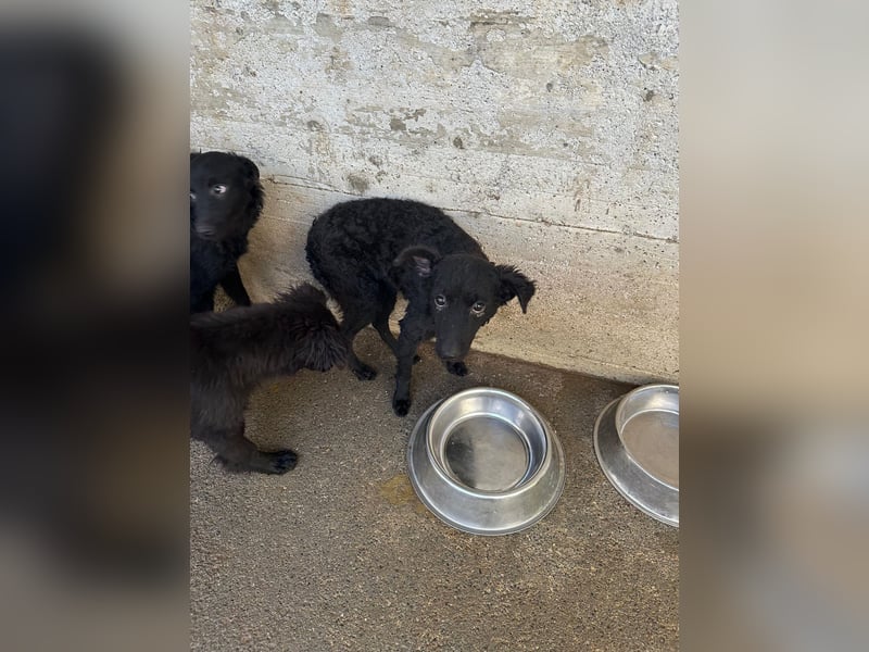 Notfall Welpe Yuna sucht ein Zuhause oder Pflegestelle