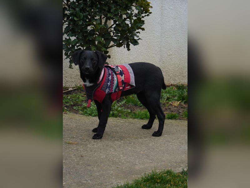 Zarter Mischlingswelpe Vigo sucht seine Menschen