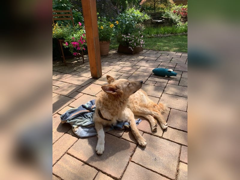 Liebenswerter kroatischer Schäferhund Luca sucht seine Menschen
