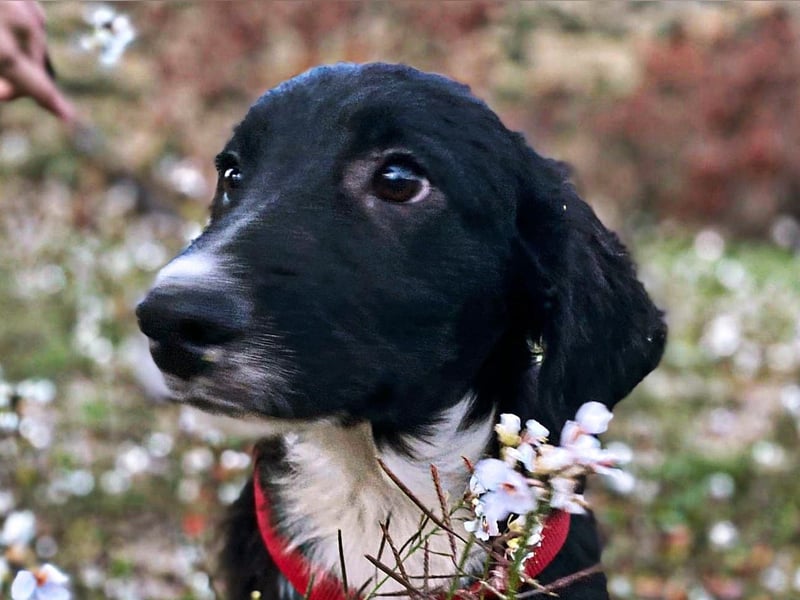 süßer Welpe Mischlings-Rüde Bop sucht ein Zuhause im Glück