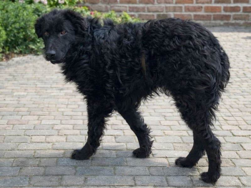 schüchterner lieber Hütehund Mischling Bean sucht ein Zuhause