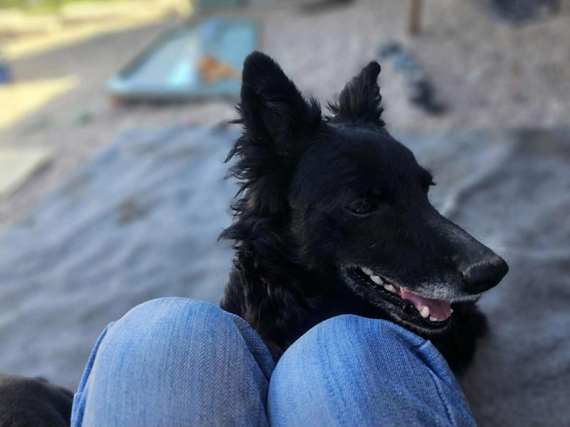 zauberhafte kroatische Schäferhund Mischlings-Hündin Dona sucht ihre Menschen