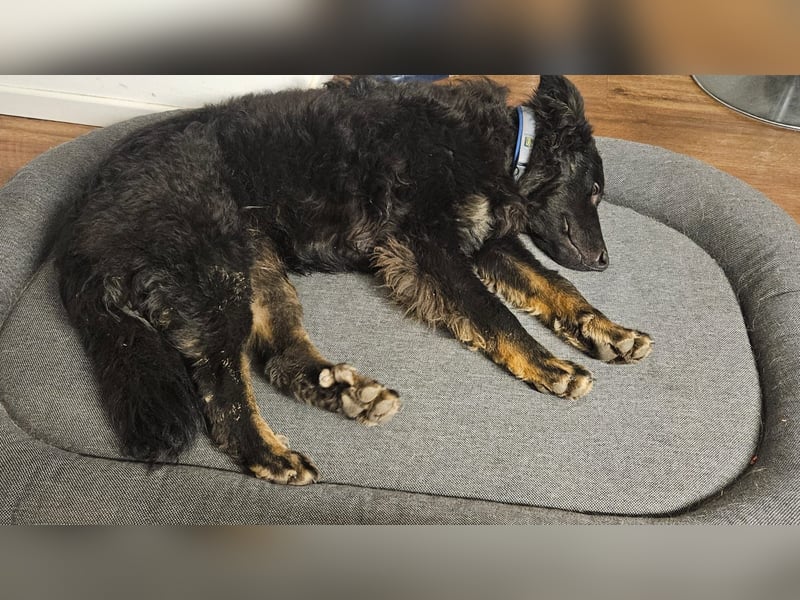 lieber Junghund Vigo sucht seine Familie, Schäferhund, Hütehund