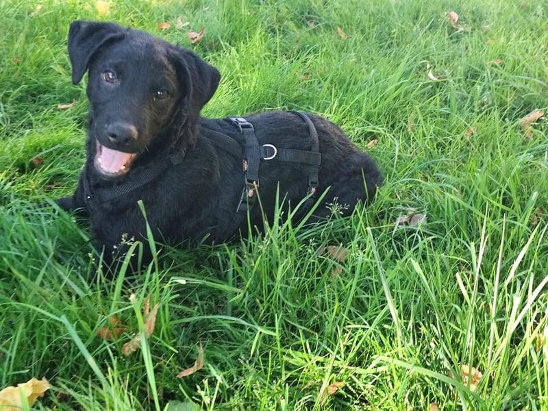 Kleiner Welpe Lino, kroatischer Schäferhund, sucht sein zuhause