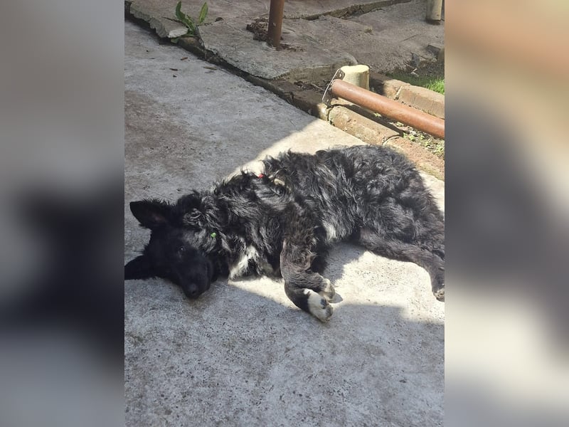 Aktiver kroatischer Schäferhund Franjo sucht seine Familie