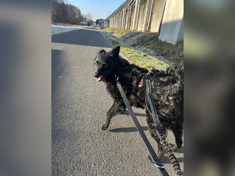 Zückersüße Dona sucht ihr Kuschelkörbchen