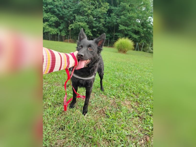 Pippa kroatischer Schäferhund Mischling Hündin sucht Zuhause für immer