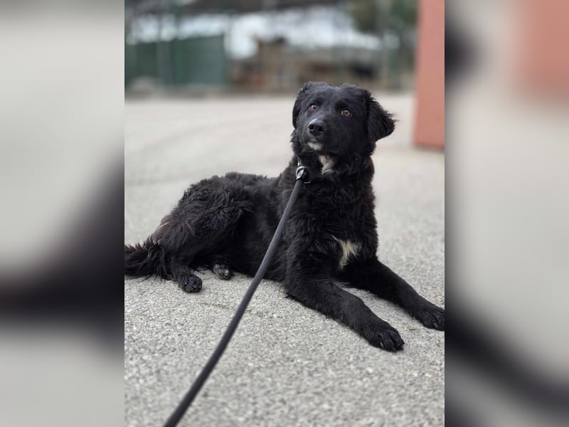 Arabica liebe kroatischer Schäferhund Mischlingshündin Mischling Hündin Junghund sucht Zuhause