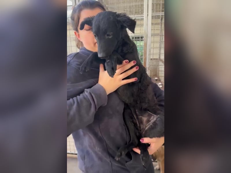 Notfall Welpe Yuna sucht ein Zuhause oder Pflegestelle