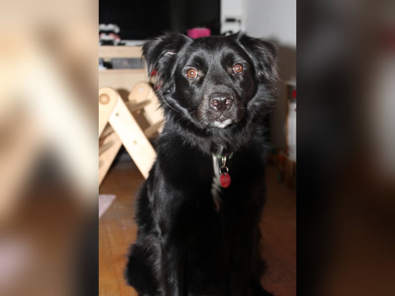 junger aktiver Mischlings-Rüde JarJar sucht eine Familie