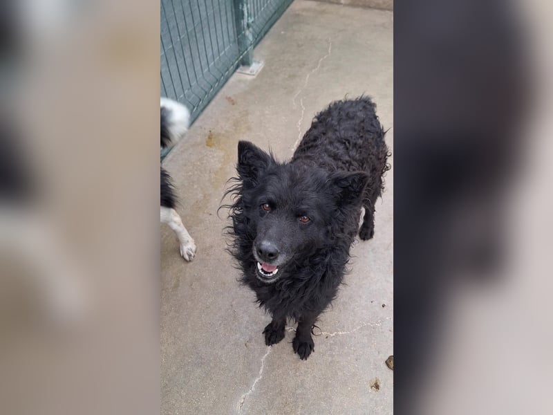 zauberhafte kroatische Schäferhund Hündin Bella sucht ihre Menschen