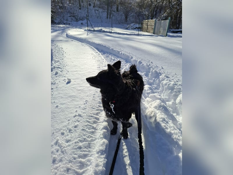 Zückersüße Dona sucht ihr Kuschelkörbchen