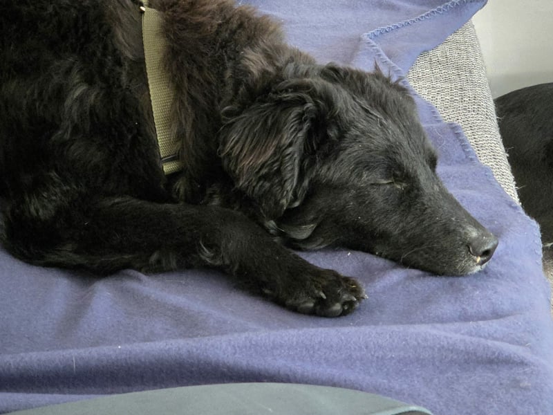 Arabica liebe kroatischer Schäferhund Mischlingshündin Mischling Hündin Junghund sucht Zuhause