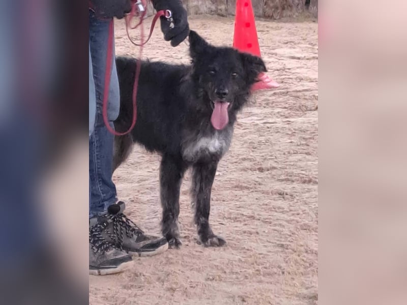 Sportlicher kroatischer Schäferhund Cortesse sucht sein zuhause