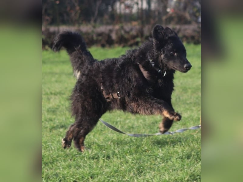 lieber Junghund Vigo sucht seine Familie, Schäferhund, Hütehund