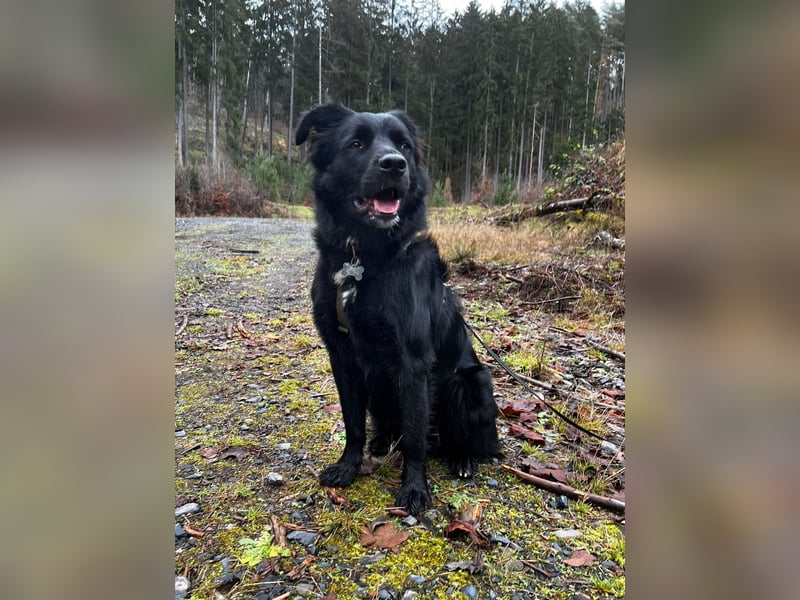 junger aktiver Mischlings-Rüde JarJar sucht eine Familie