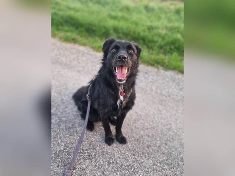 junger aktiver Mischlings-Rüde JarJar sucht eine Familie