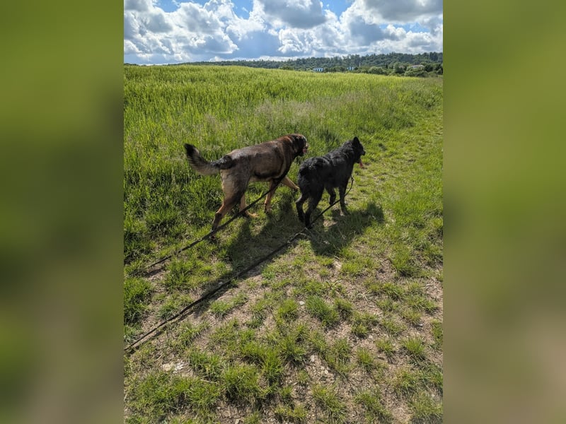 Sportlicher kroatischer Schäferhund Cortesse sucht sein zuhause