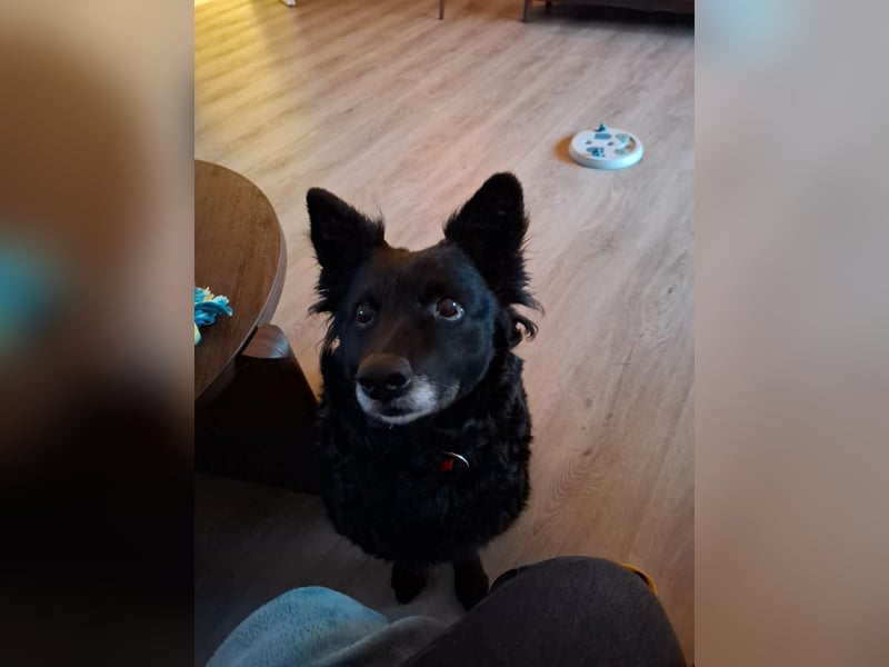 Zückersüße Dona sucht ihr Kuschelkörbchen