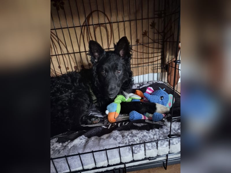 Aktiver kroatischer Schäferhund Franjo sucht seine Familie