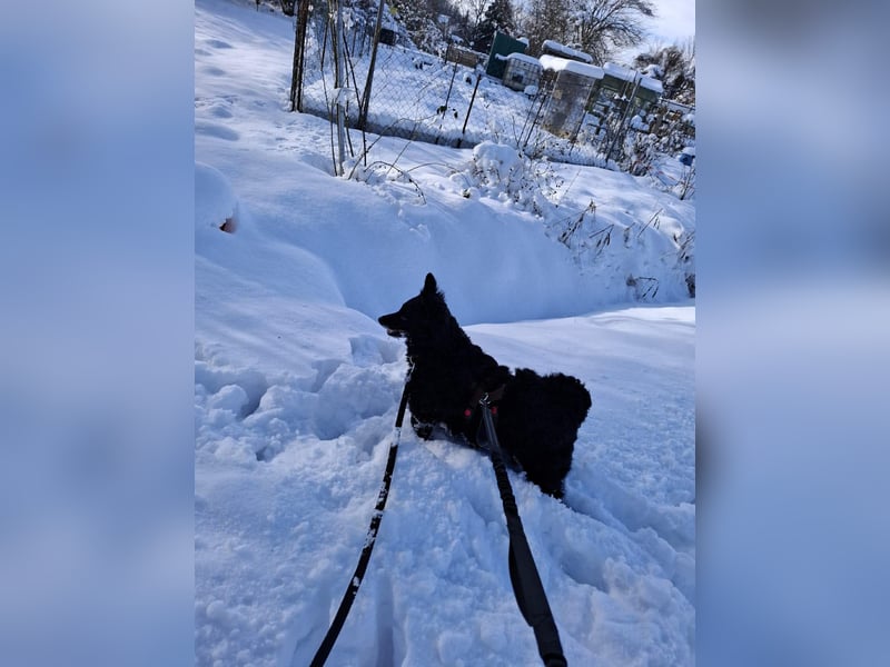 Zückersüße Dona sucht ihr Kuschelkörbchen