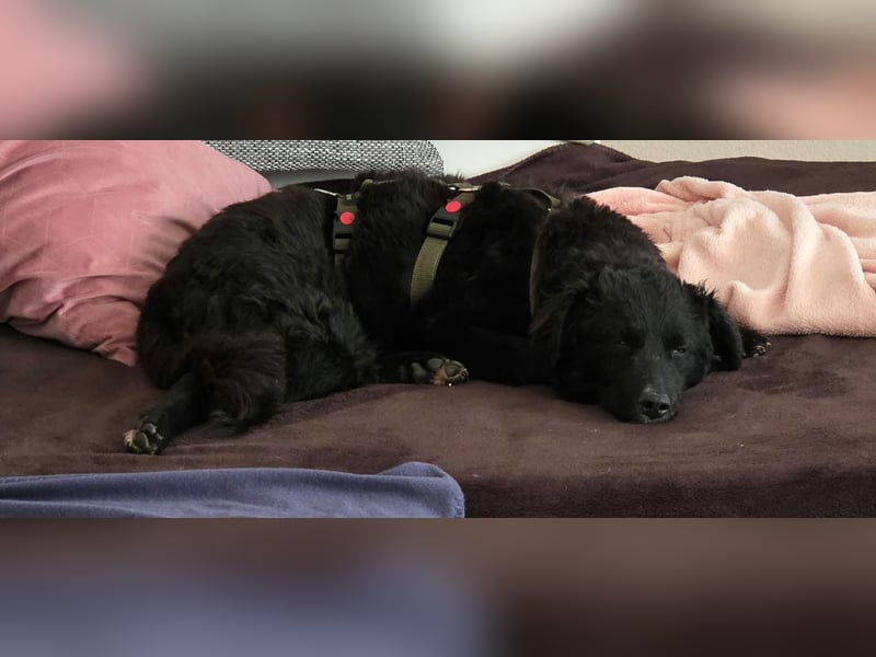 Arabica liebe kroatischer Schäferhund Mischlingshündin Mischling Hündin Junghund sucht Zuhause