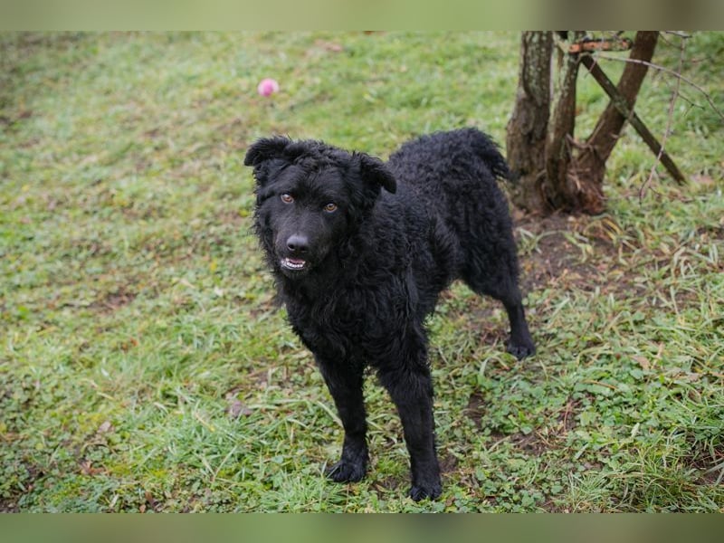 Chip-Nr. 259187 - ich freue mich auf tolle Abenteuer mit meiner Familie!