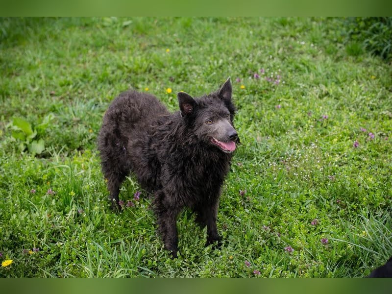 PRISKA - wer zeigt der ängstlichen Hündin, wie schön ein Hundeleben sein kann?