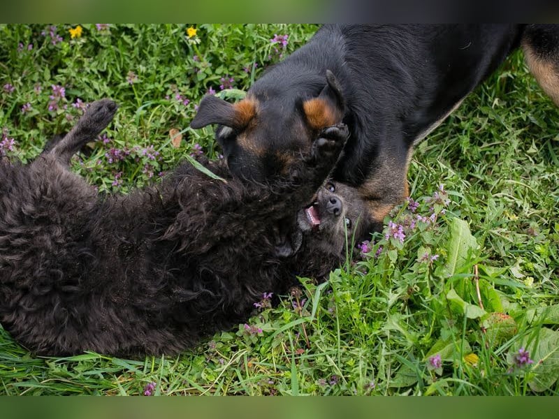 PRISKA - wer zeigt der ängstlichen Hündin, wie schön ein Hundeleben sein kann?