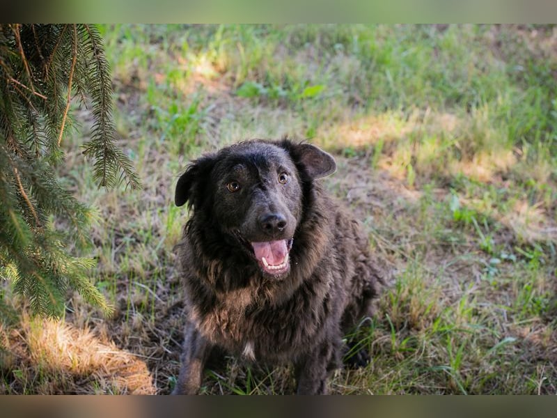 HARDY - der aufgeschlossene junge Rüde freut sich auf ein tolles Zuhause!