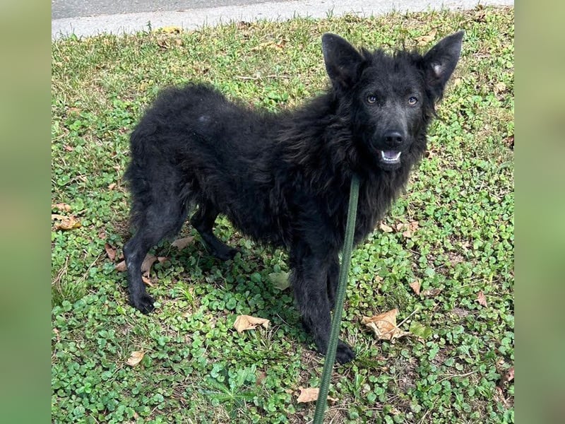 PRISKA - wer zeigt der ängstlichen Hündin, wie schön ein Hundeleben sein kann?