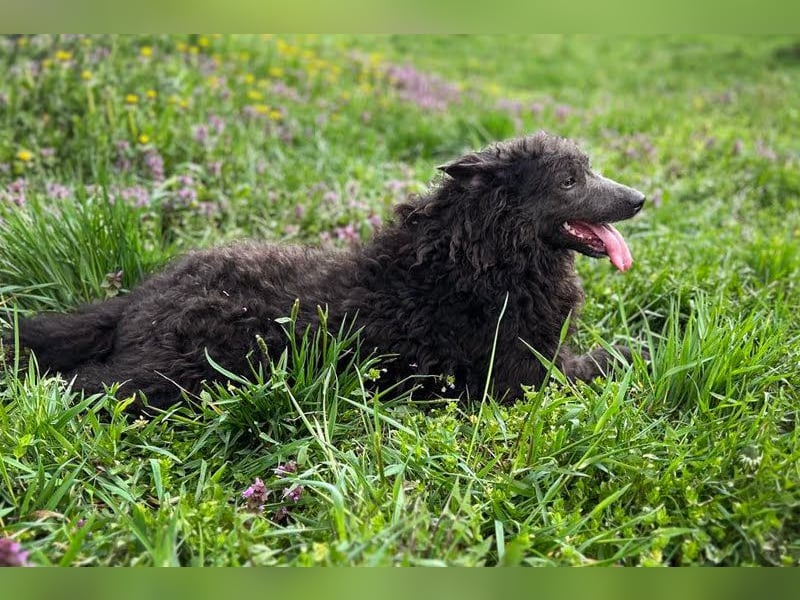 PRISKA - wer zeigt der ängstlichen Hündin, wie schön ein Hundeleben sein kann?