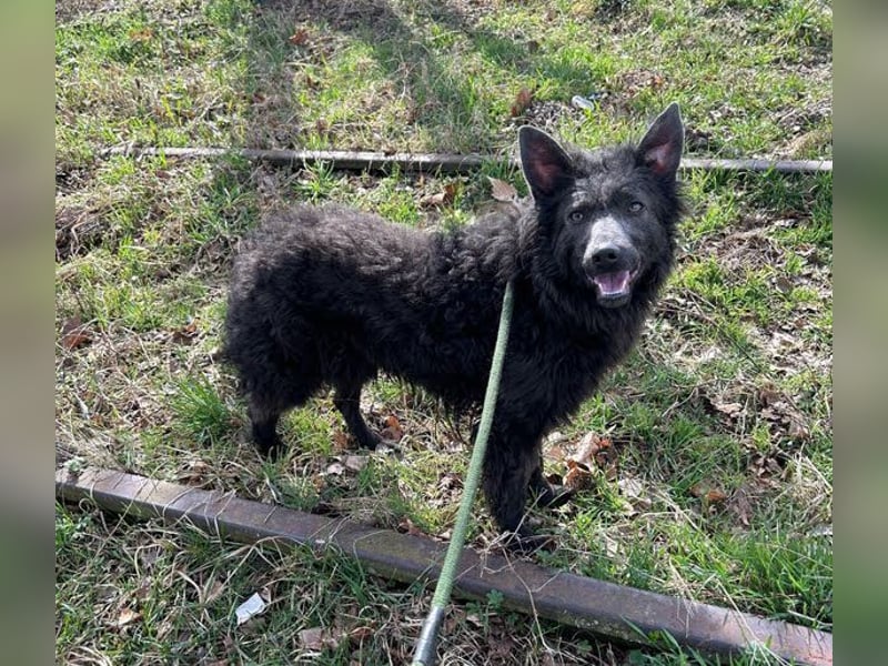 PRISKA - wer zeigt der ängstlichen Hündin, wie schön ein Hundeleben sein kann?