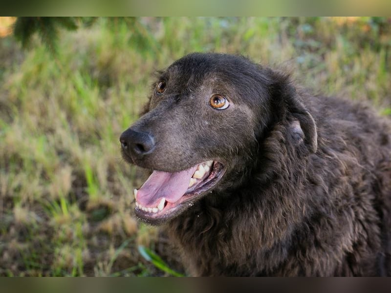 HARDY - der aufgeschlossene junge Rüde freut sich auf ein tolles Zuhause!