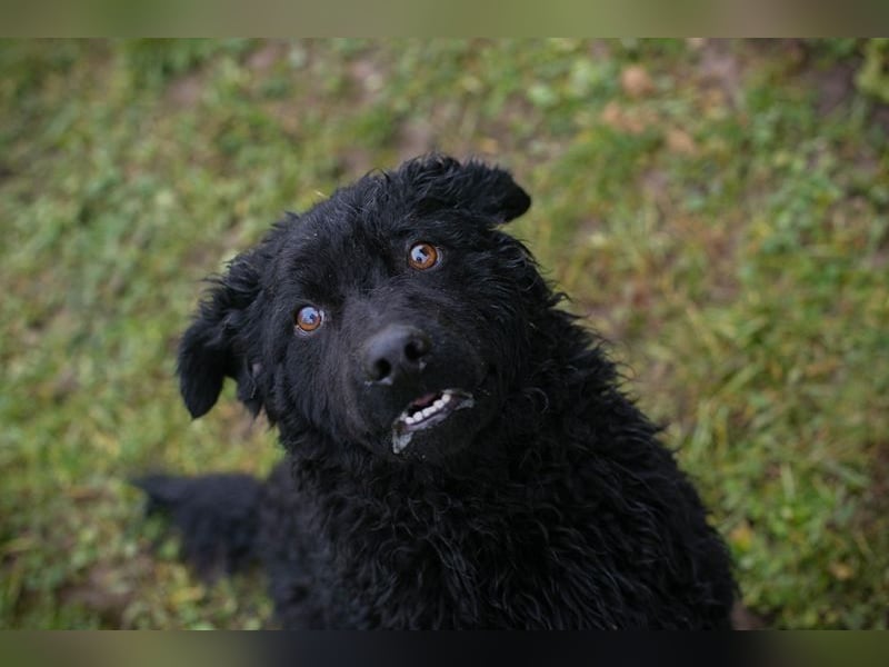 COBY - wer schenkt mir sein Herz und ein tolles Für-Immer Zuhause?