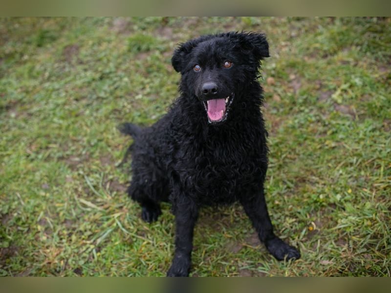 Chip-Nr. 259255 - wer schenkt mir sein Herz und ein tolles Für-Immer Zuhause?