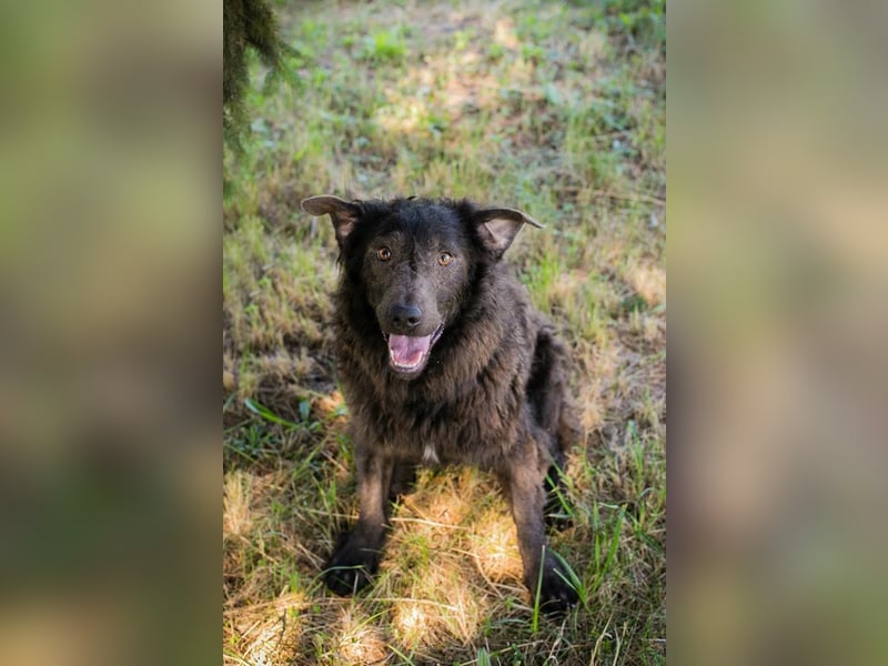 HARDY - der aufgeschlossene junge Rüde freut sich auf ein tolles Zuhause!