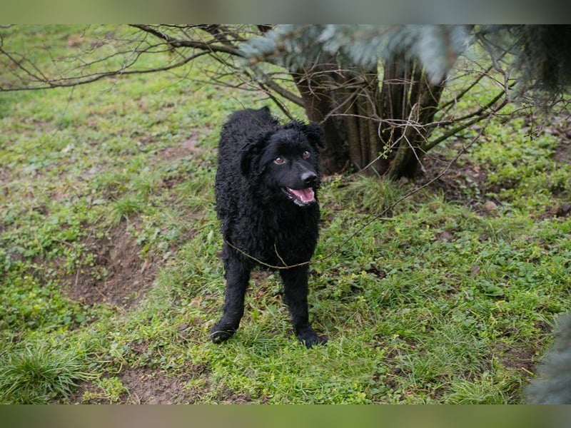 Chip-Nr. 259255 - wer schenkt mir sein Herz und ein tolles Für-Immer Zuhause?