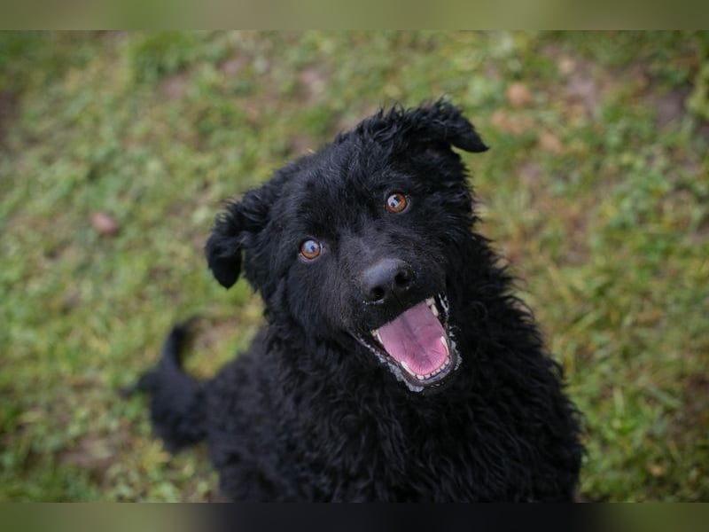 COBY - wer schenkt mir sein Herz und ein tolles Für-Immer Zuhause?